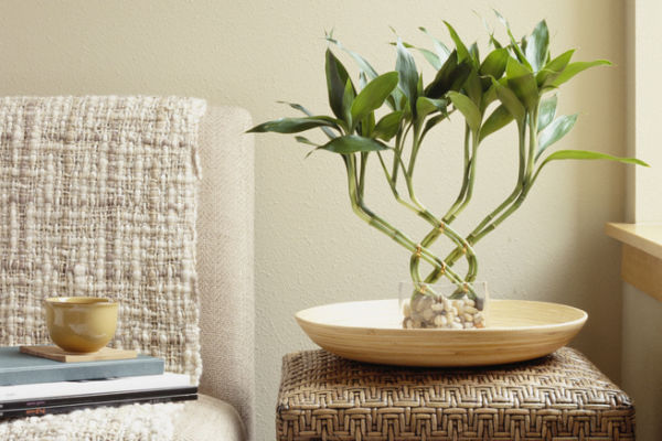 5 plantas que promueven energ&iacute;a positiva en tu hogar
