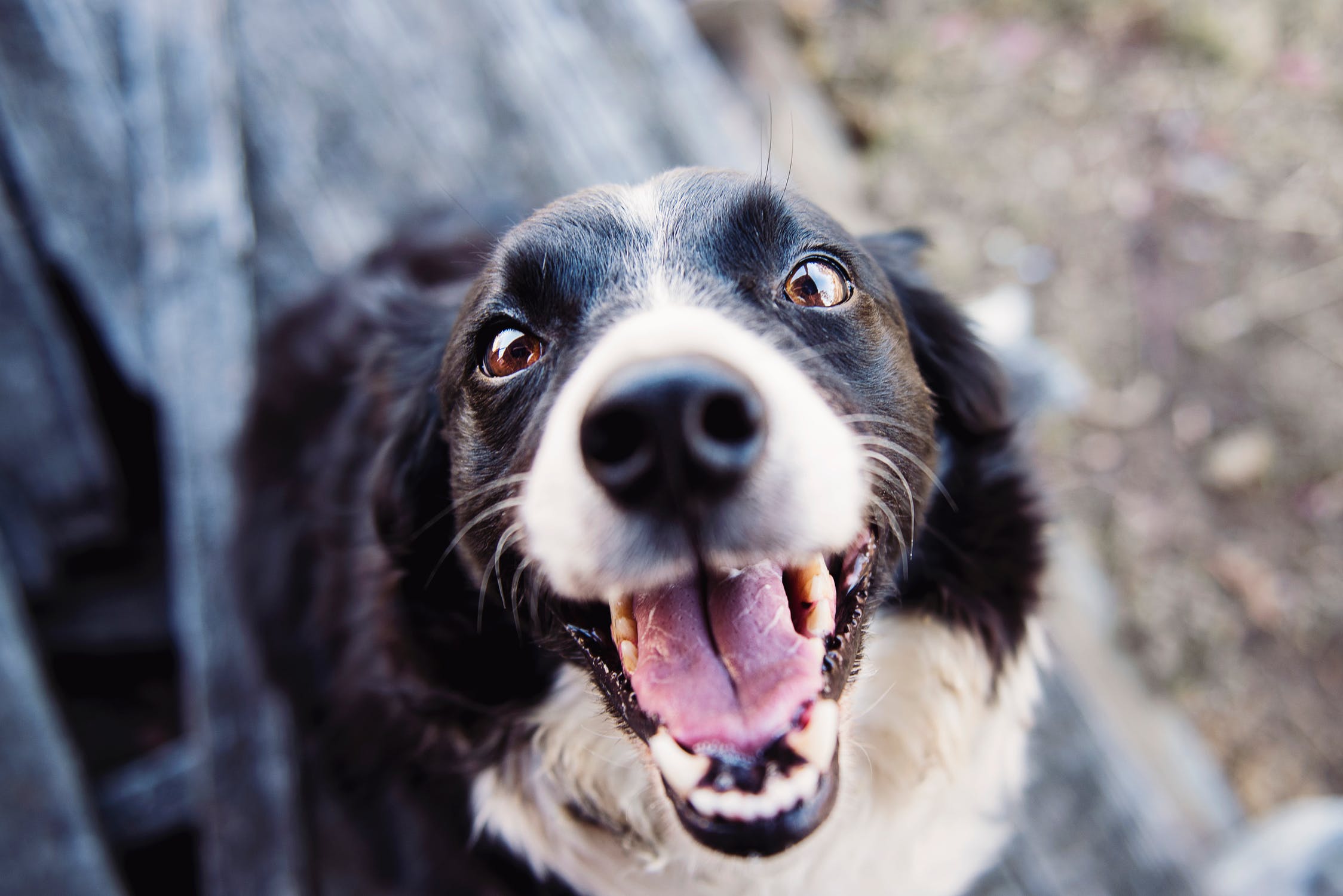 6 cosas que tu perro odia de ti y no lo sab&iacute;as