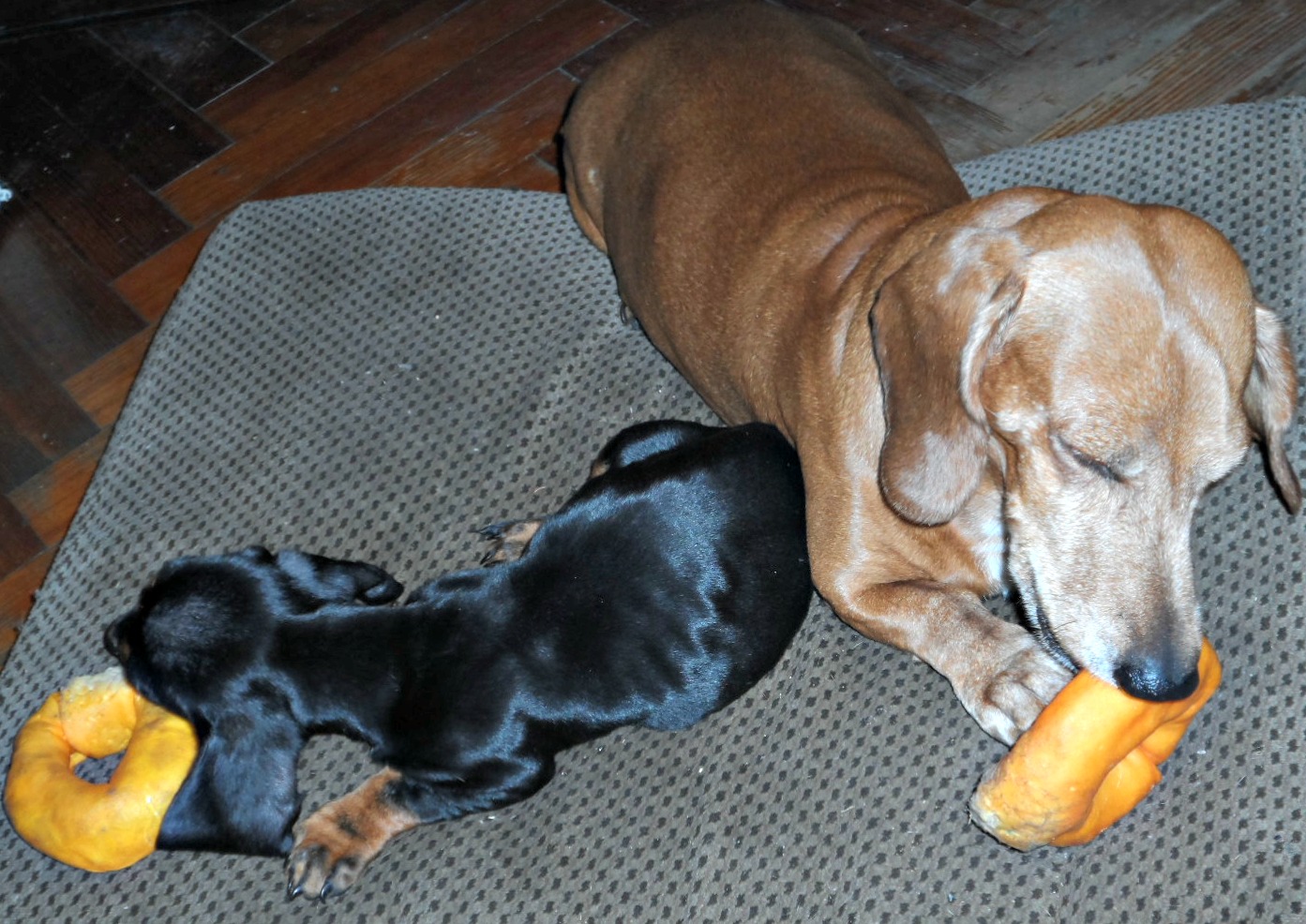 1er Concurso Nacional de Chacareras Salchicheras Dachshund - 11 Partituras Premiadas