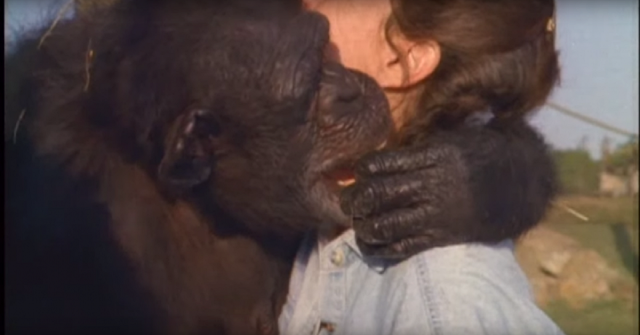 Mira la reacci&oacute;n del chimpanc&eacute; al reencontrarse con su salvadora 18 a&ntilde;os despu&eacute;s