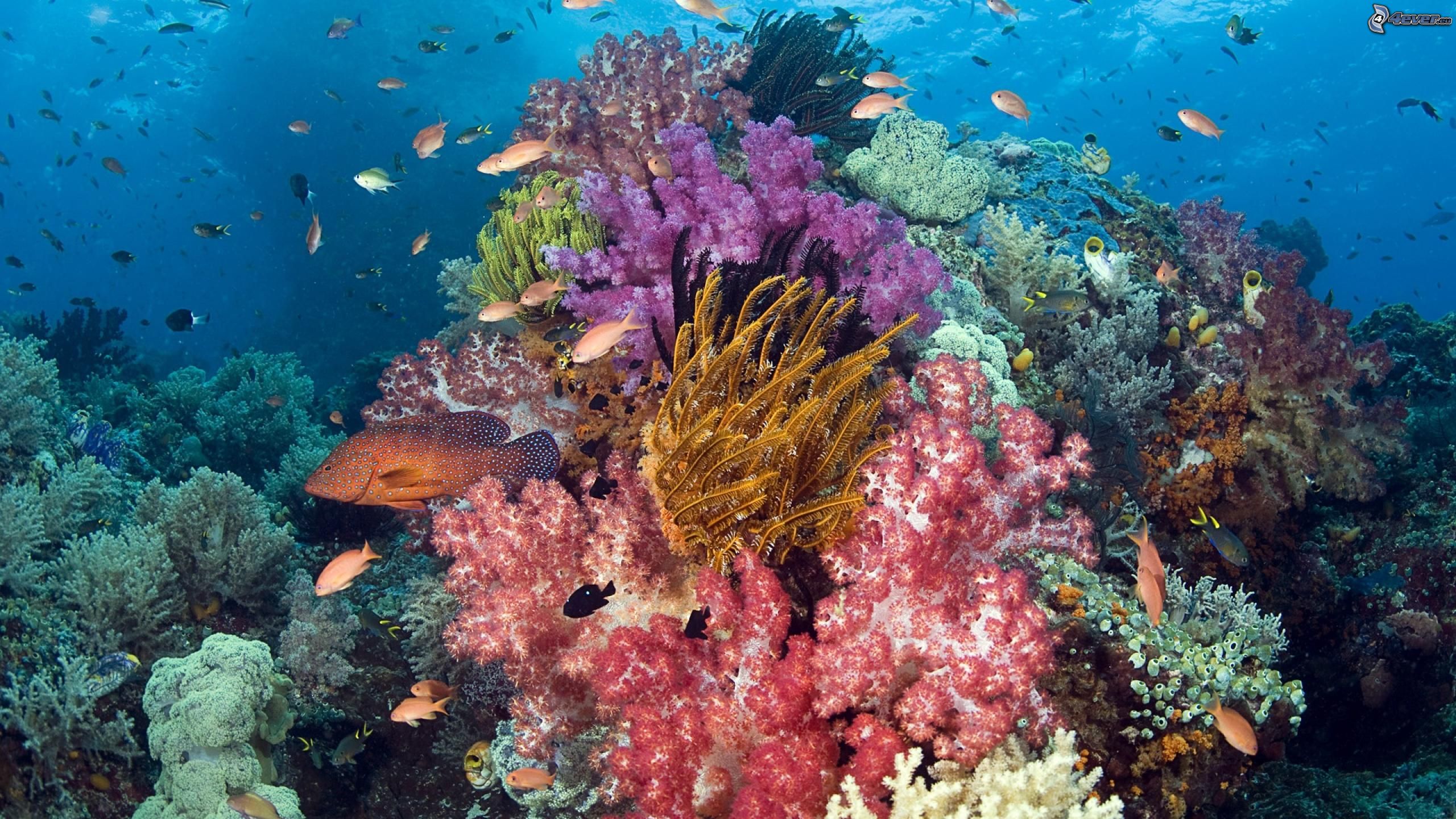 Corales en peligro debido al cambio clim&aacute;tico