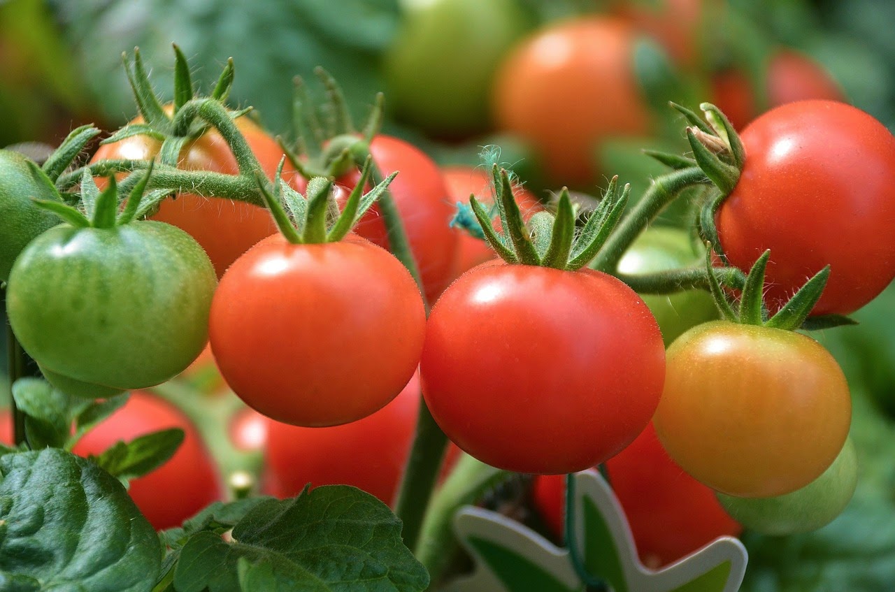 Curar las v&aacute;rices con tomates verdes y rojos es posible