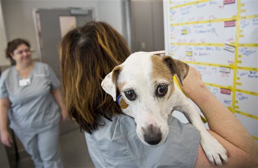 Medical center provides high-end cancer treatment for pets