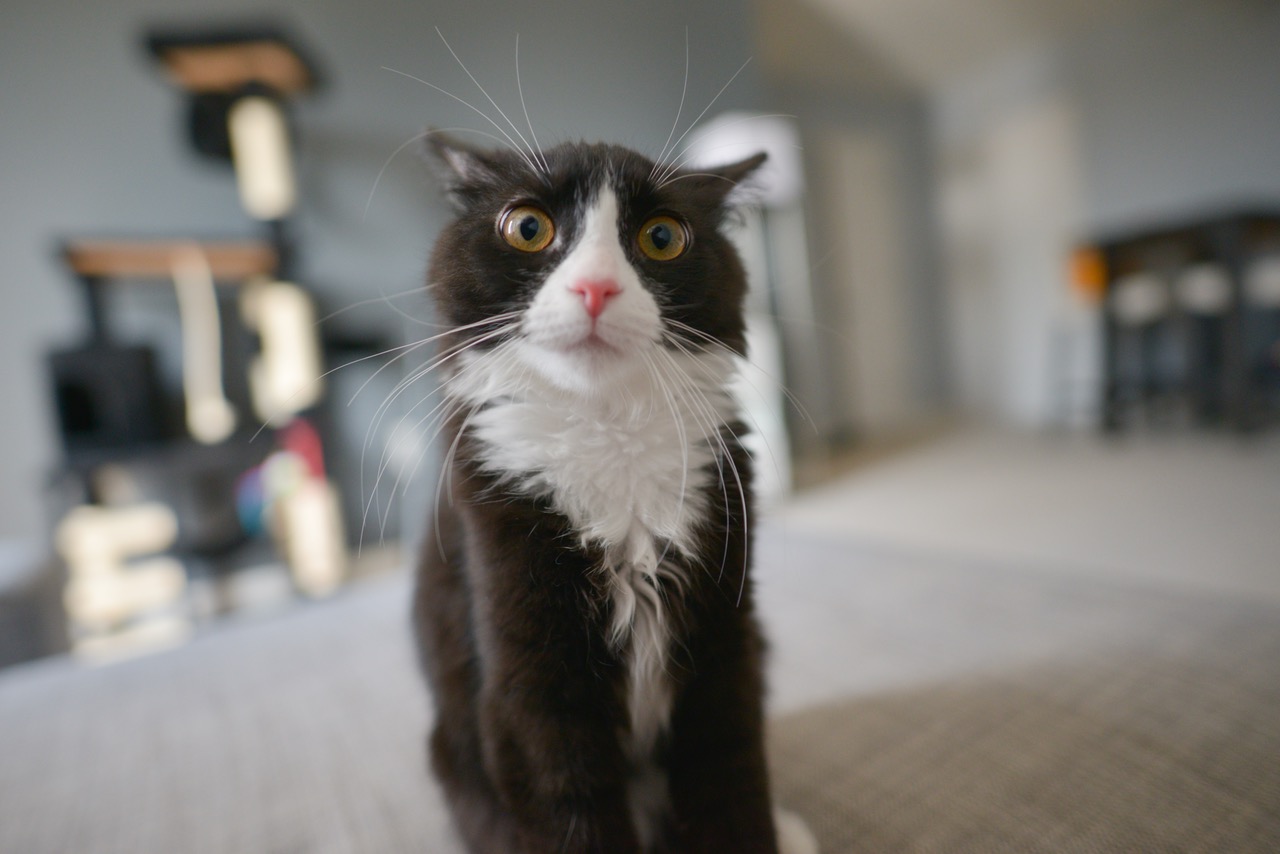 20 curiosidades sobre los gatos