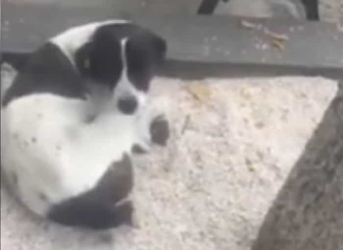 Perrito se pierde por 3 a&ntilde;os en la calle y llora al volver a ver su due&ntilde;o