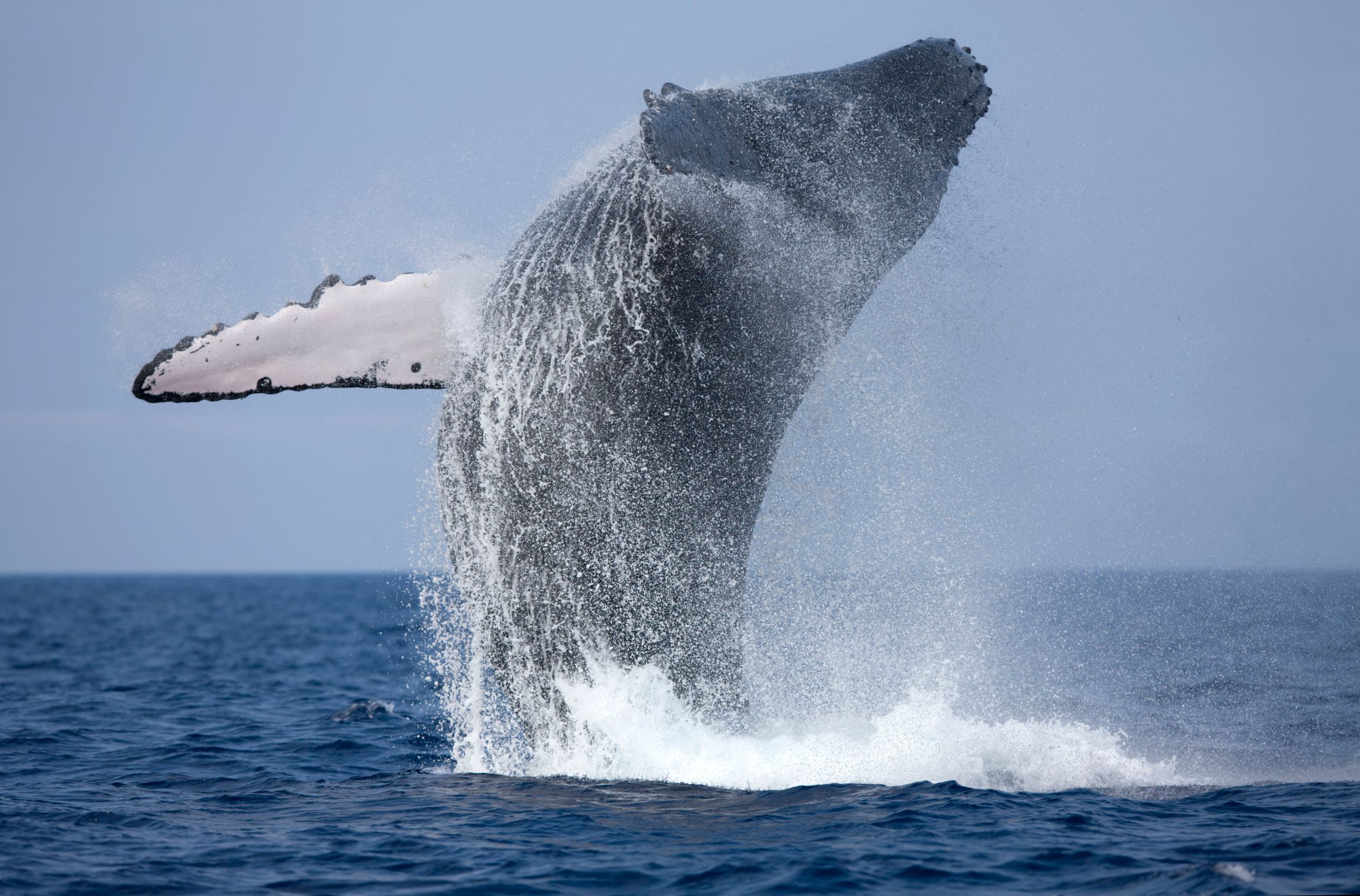 Cinco Razones Para no Perderse la Temporada de Avistamiento de Ballenas en Riviera Nayarit