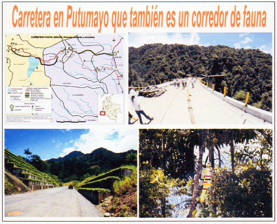  La carretera en Putumayo que tambi&eacute;n es un corredor de fauna