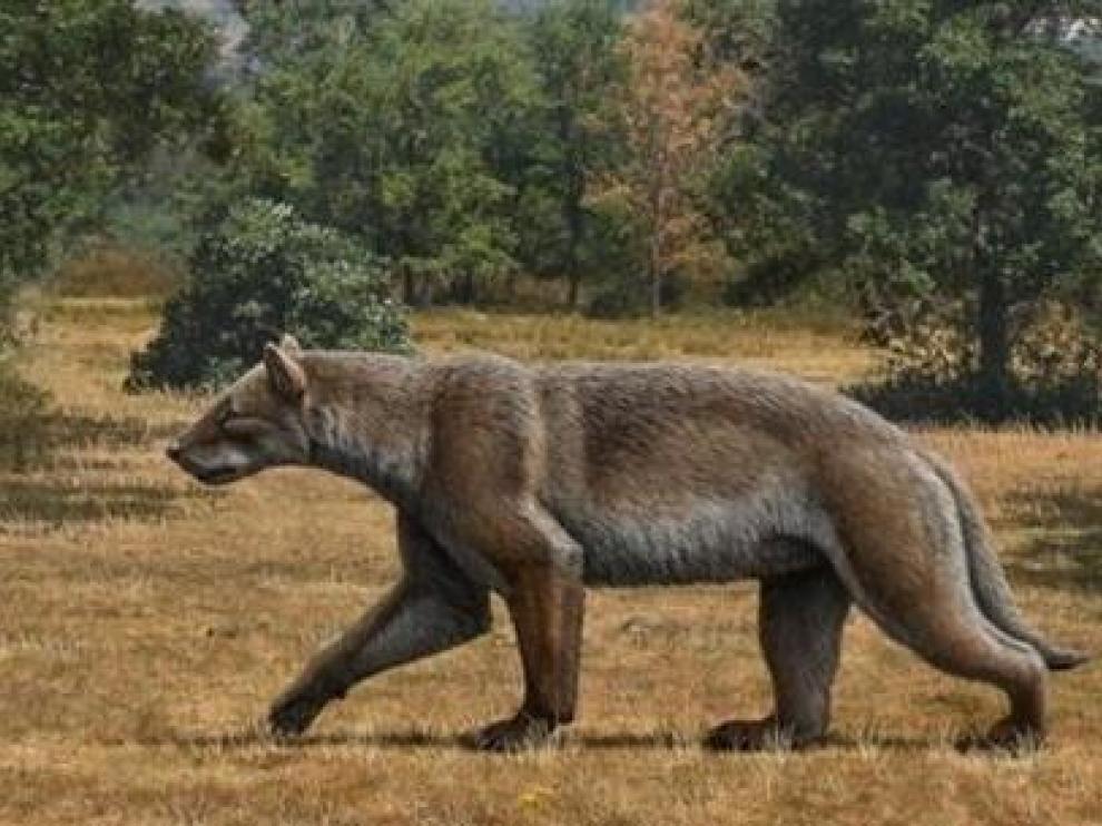 Descubren detalles de un gran carn&iacute;voro que vivi&oacute; hace 9 millones de a&ntilde;os