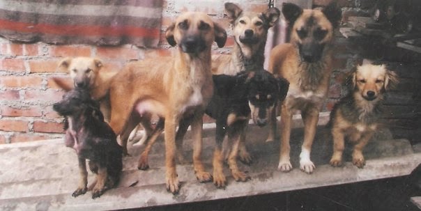 Tutela contra perros y equinos