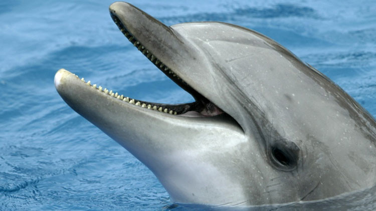 Foto: Revelan c&oacute;mo los delfines 'ven' a los humanos: