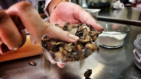Las cucarachas podr&iacute;an acabar con el hambre del mundo 
