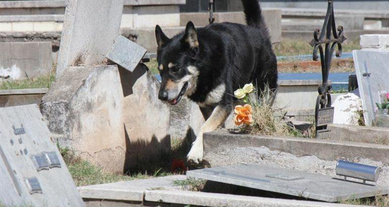 Muere "Capit&aacute;n", el perro que vel&oacute; la tumba de su amo por m&aacute;s de una d&eacute;cada