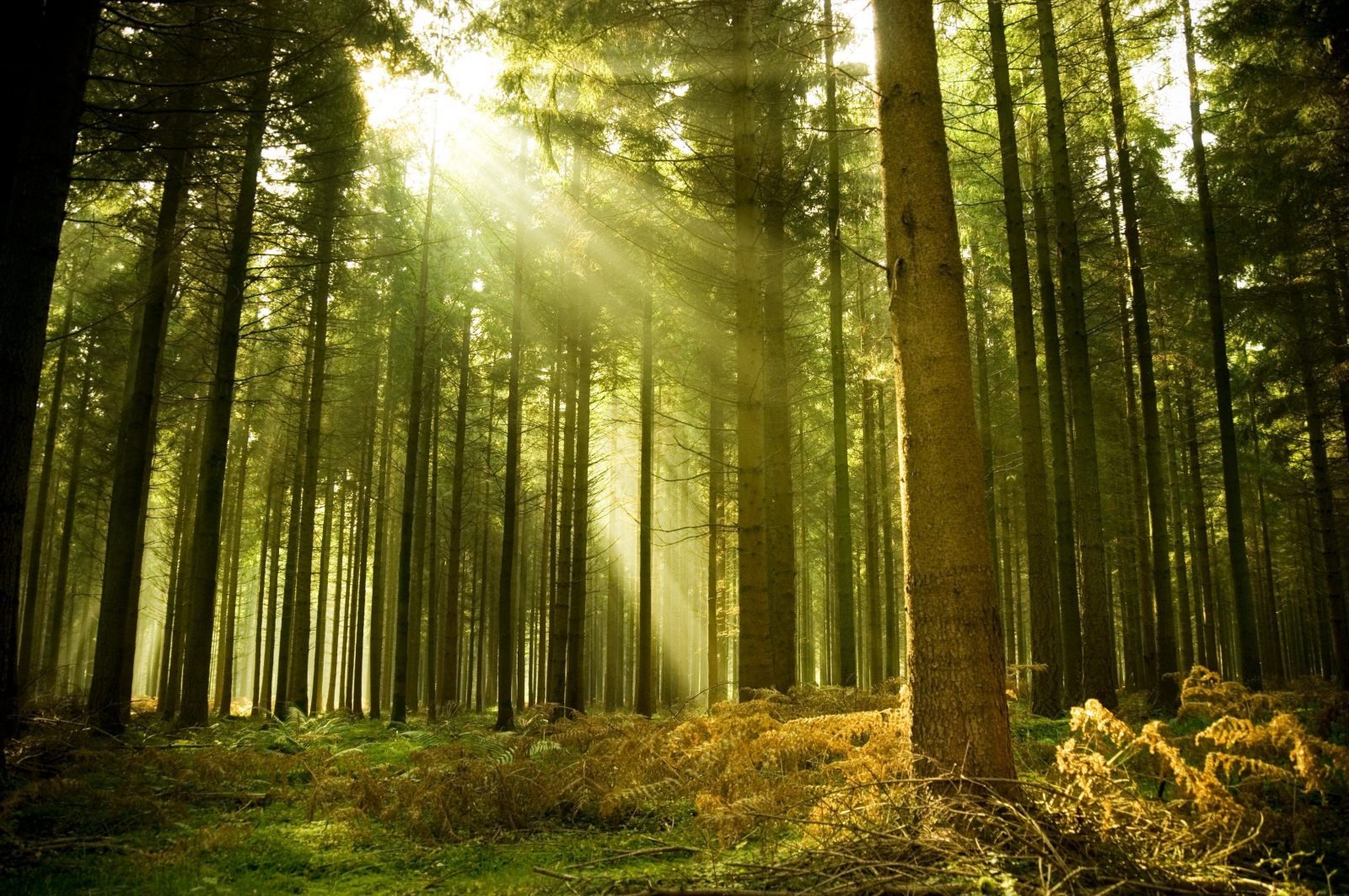 ECO GOBIERNO GLOBAL PLANETARIO PROYECTA PLANTAR 30 MIL MILLONES DE ARBOLES POR A&Ntilde;O