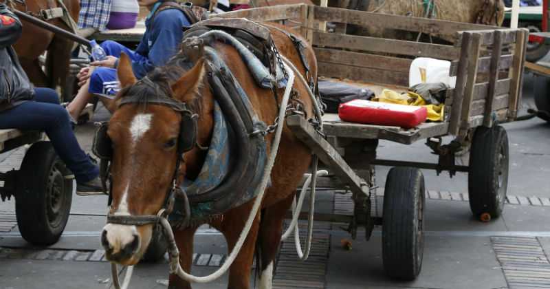 Procuradur&iacute;a se dedica a defender un caballo