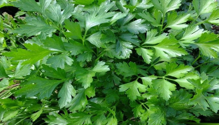 Baja de peso con una infusi&oacute;n de una hierba que probablemente todos tenemos en casa 