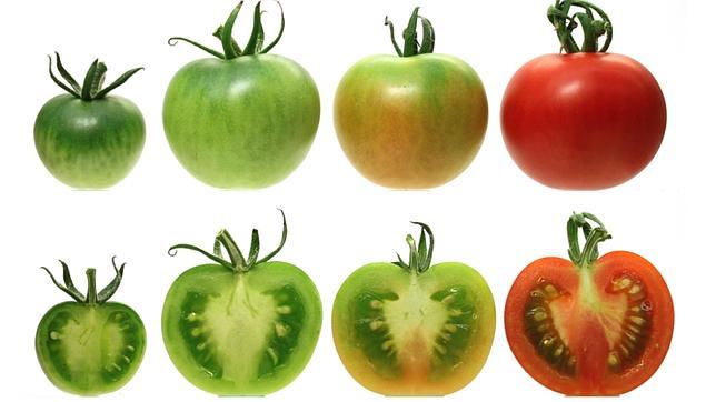 Aprende c&oacute;mo curar tus varices con tomates verdes y rojos