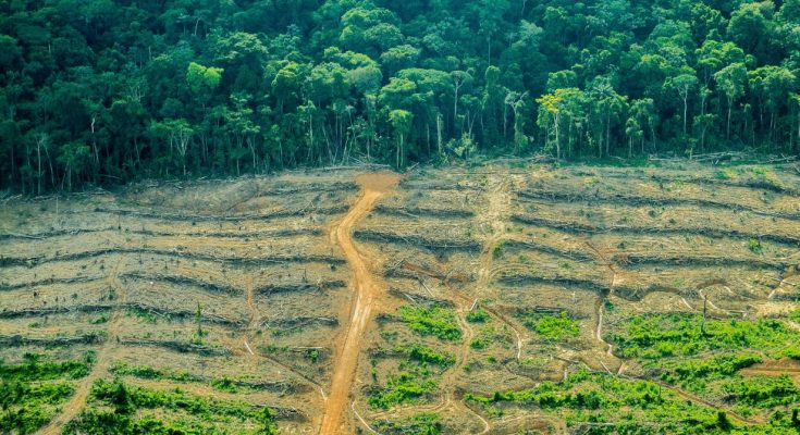 Hagamos algo: Taladran arboles de m&aacute;s de 500 a&ntilde;os