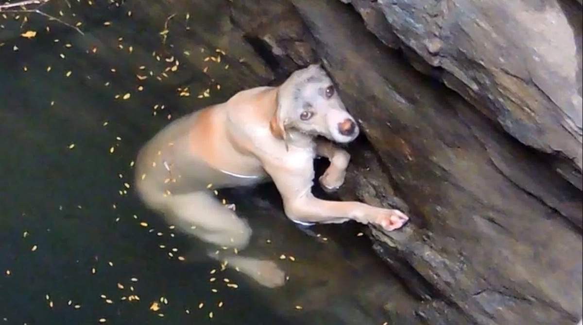 Este perrito desprevenido cay&oacute; a un pozo y sus ojos se iluminaron cuando vio a sus rescatistas