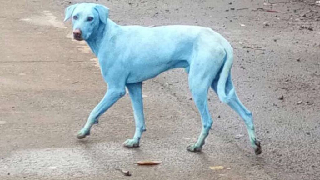 &iquest;Perros azules en India? 