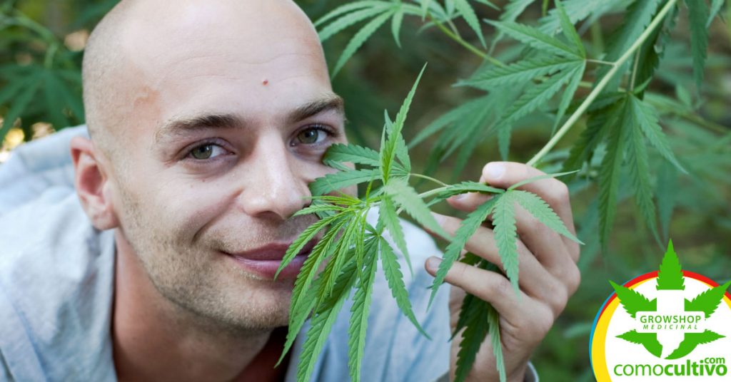 3 beneficios del cannabis en el tratamiento del c&aacute;ncer