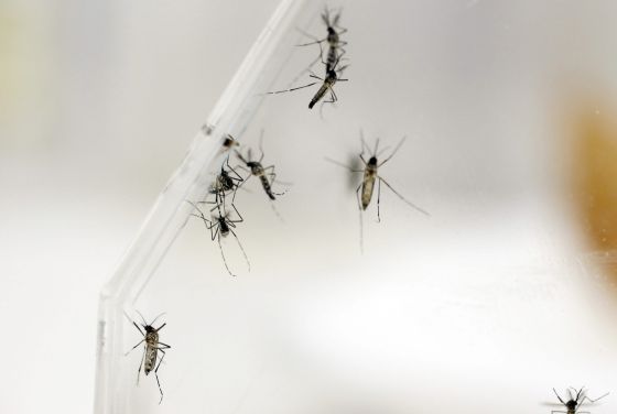 Este es el primer pa&iacute;s del mundo que autoriza la vacuna contra el dengue