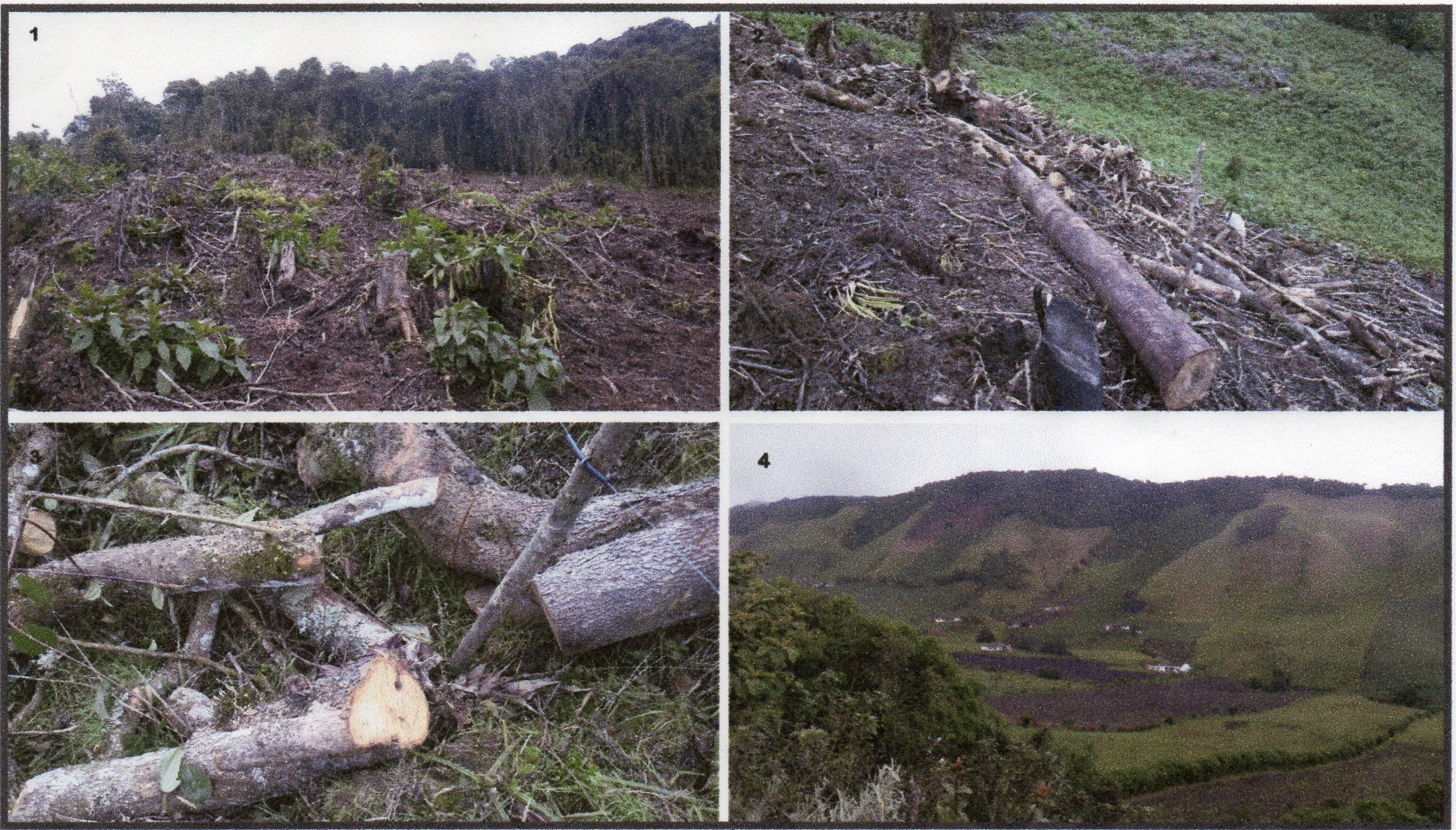 Agresiva deforestaci&oacute;n en el P&aacute;ramo Paja Blanca, Nari&ntilde;o, Colombia