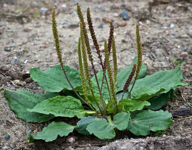 Aunque no parezca. Esta peque&ntilde;a planta es uno de los medicamentos m&aacute;s &uacute;tiles del mundo