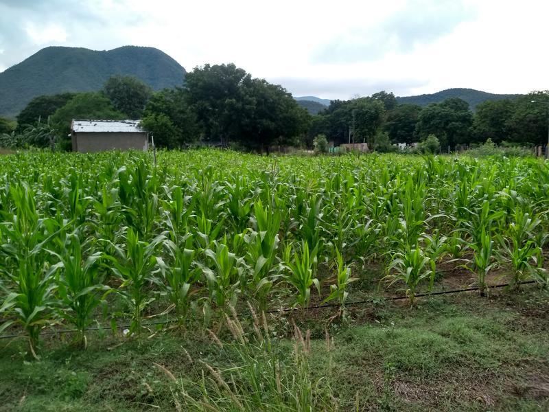 ZAMBRANO, TIERRA MAICERA EN LA GUAJIRA