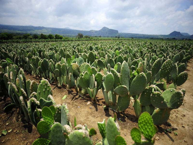  El nopal, un regalo de la madre tierra para tu salud