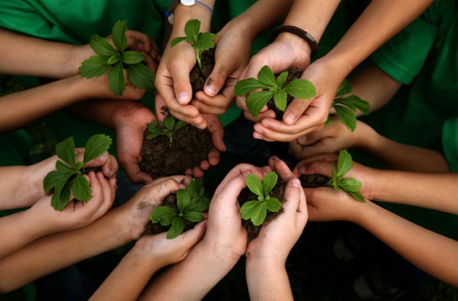 Gran Breta&ntilde;a plantar&aacute; 11 millones de &aacute;rboles para frenar la deforestaci&oacute;n