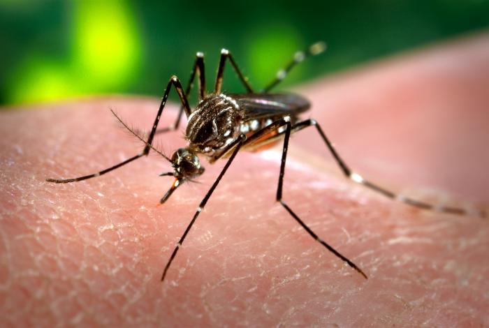 Everything about ZIKA virus