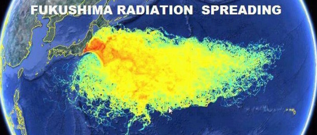 Fukushima ser&iacute;a responsable de muerte de animales marinos