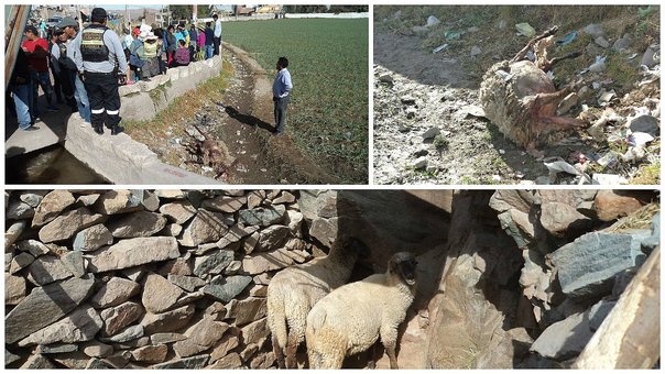 Arequipa: &iquest;Chupacabras? Misterioso animal mata a 20 ovejas para extraer &oacute;rganos vitales: