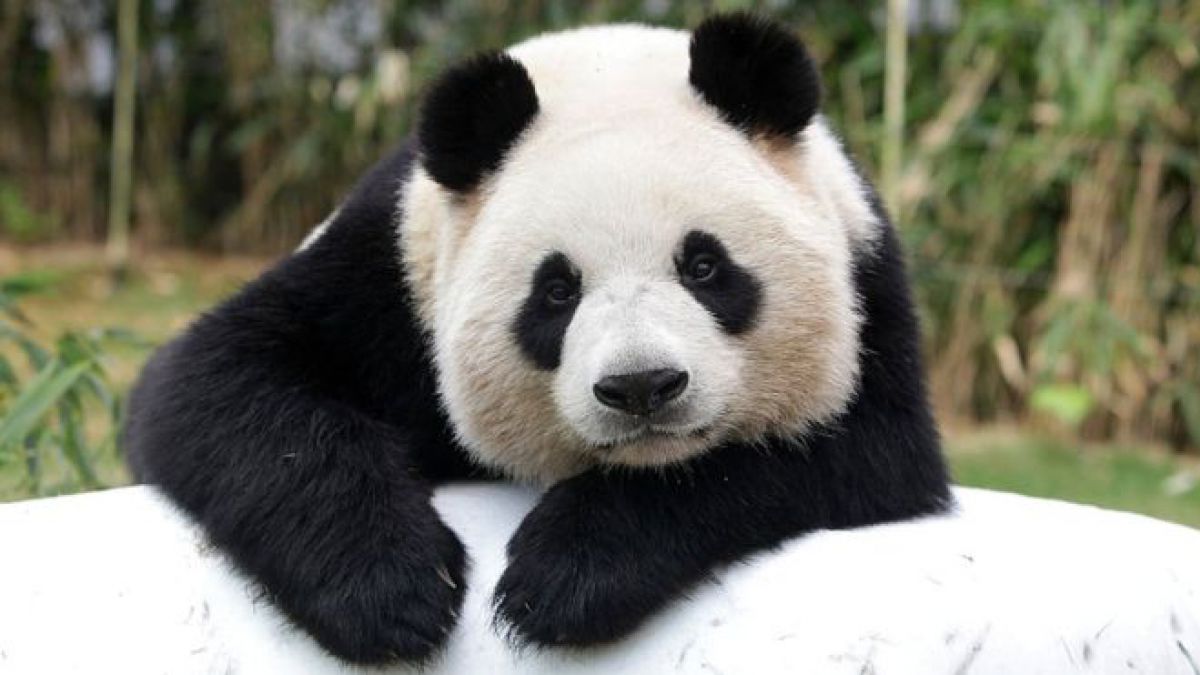 &iquest;Por qu&eacute; el oso panda es negro y blanco?
