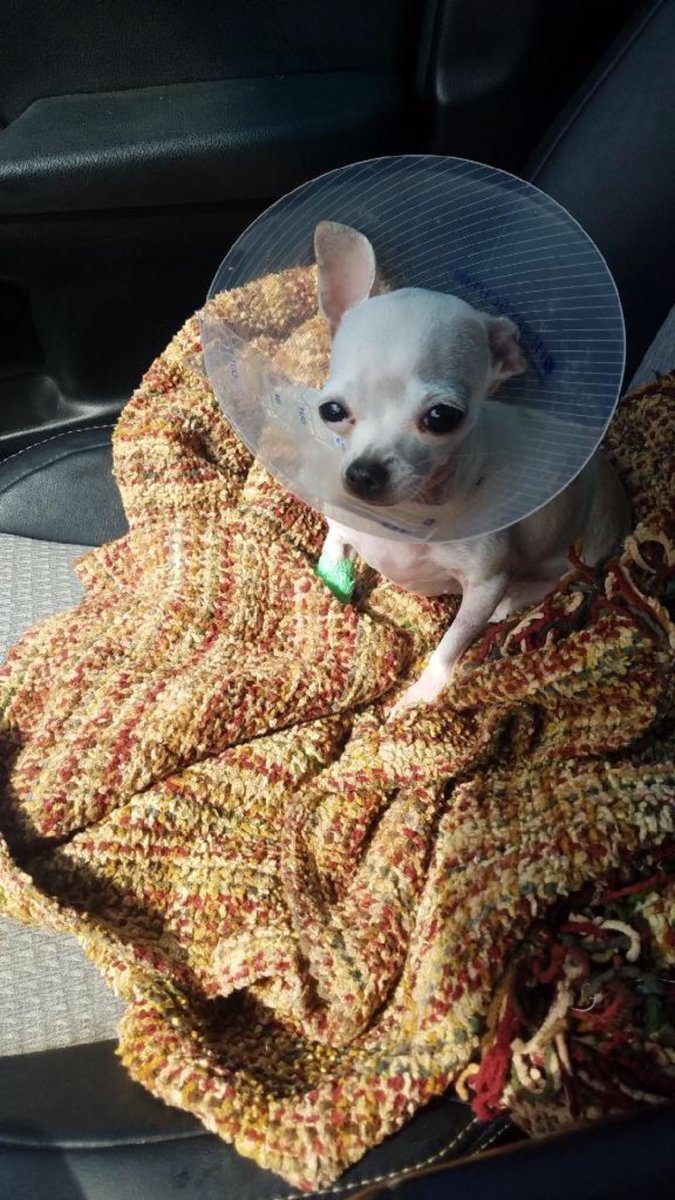 Perrita comi&oacute; marihuana y as&iacute; qued&oacute;